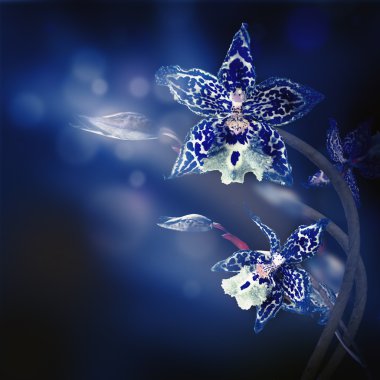 tropik orkideler arka planı