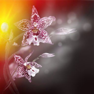 tropik orkideler arka planı