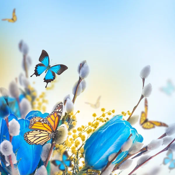 Tulipanes azules con mimosa y mariposa — Foto de Stock