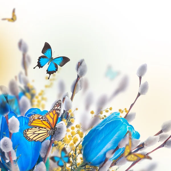 Tulipanes azules con mimosa y mariposa — Foto de Stock