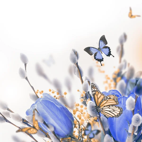 Błękitne tulipany z mimozy i motyl — Zdjęcie stockowe