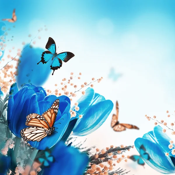 Błękitne tulipany z mimozy i motyle — Zdjęcie stockowe