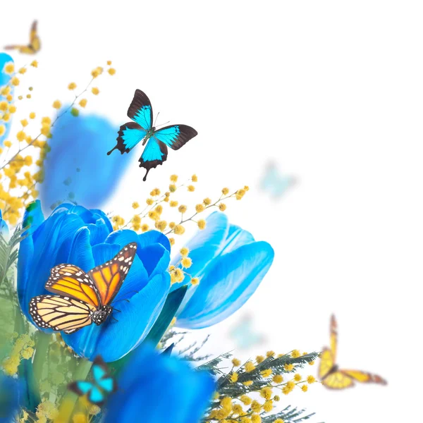 Tulipanes azules con mimosa y mariposas —  Fotos de Stock