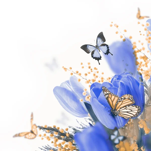 Blue tulips with mimosa and butterflies — Stock Photo, Image