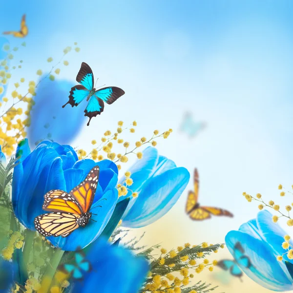 Stock image Blue tulips with mimosa and butterflies