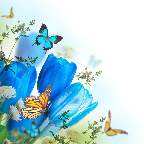 Tulipas azuis com mimosa e borboletas — Fotografia de Stock
