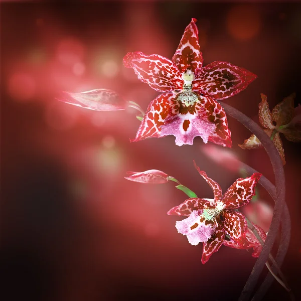 Фон тропічних орхідей — стокове фото