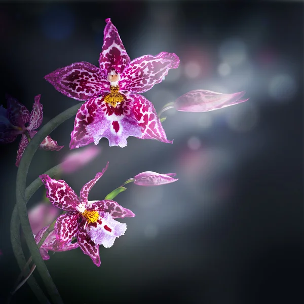 Contexto das orquídeas tropicais — Fotografia de Stock