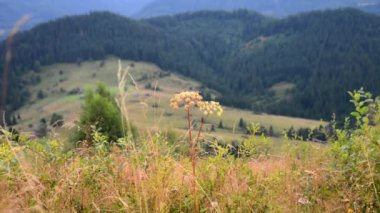 Video Alp sahne, sabah dağlarda