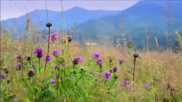 Vidéo paysage alpin, matin dans les montagnes 