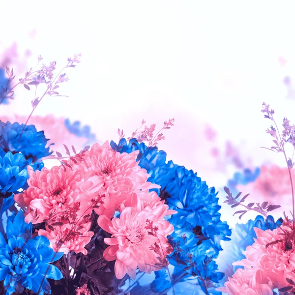 Crisantemo fresco rosa y azul —  Fotos de Stock