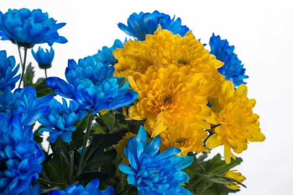 Chrysanthème frais jaune et bleu . — Photo