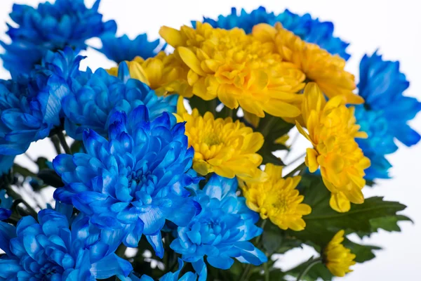 Желтая и синяя свежая хризантема — стоковое фото