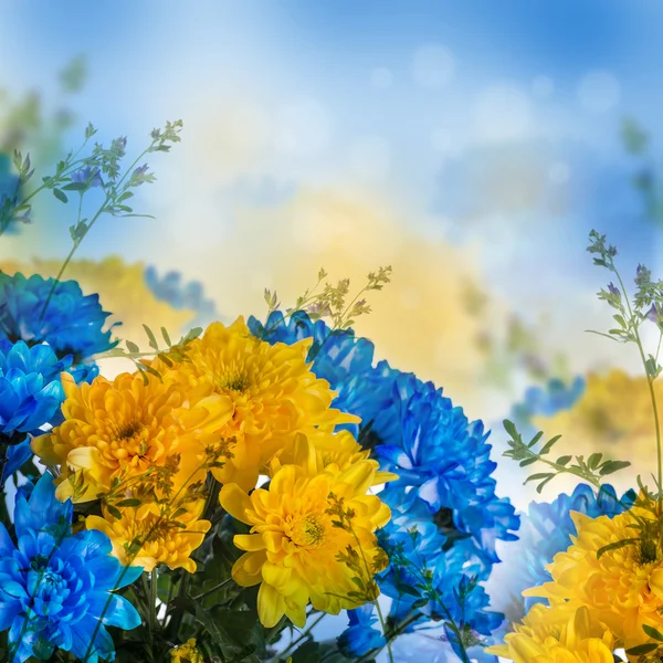 Gelbe und blaue Chrysanthemen — Stockfoto