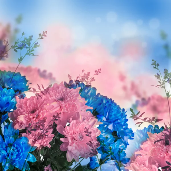 Pink and blue fresh chrysanthemum — Stock Photo, Image