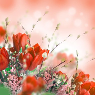 Mimoza çiçekli laleler