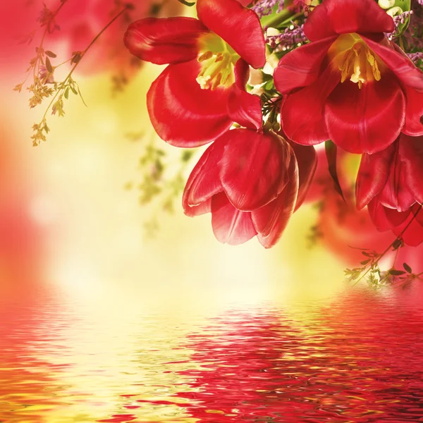 Тюльпани з квітами мімози — стокове фото