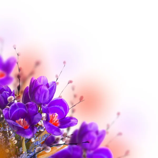 Tulpen mit Mimosen-Blüten — Stockfoto