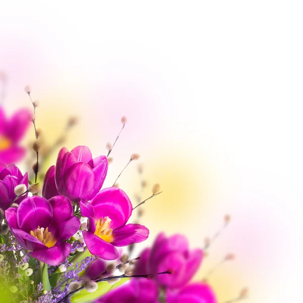 Tulipas com flores mimosa — Fotografia de Stock