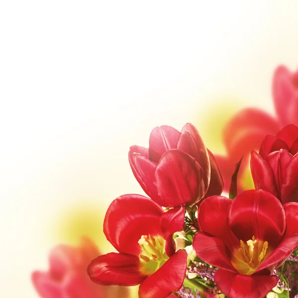 Tulipanes con flores de mimosa — Foto de Stock