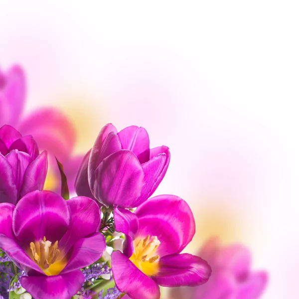 Tulpen mit Mimosen-Blüten — Stockfoto