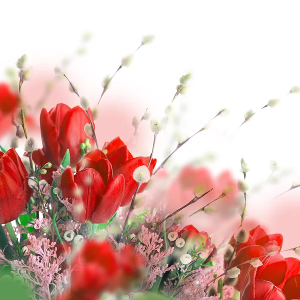 Tulips with mimosa flowers — Stock Photo, Image