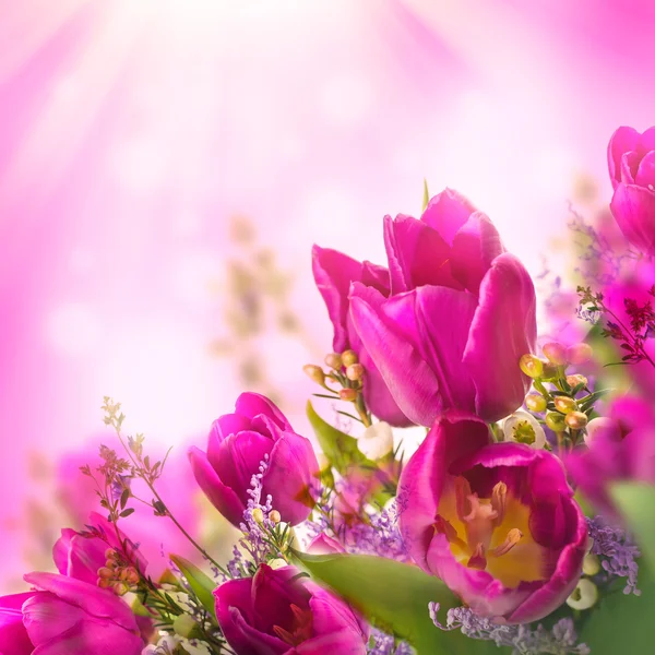 Tulips with mimosa flowers — Stock Photo, Image