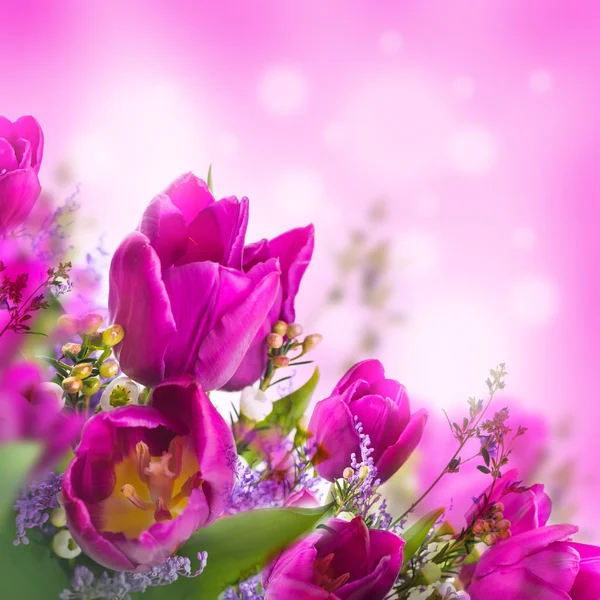 Tulipes aux fleurs de mimosa — Photo