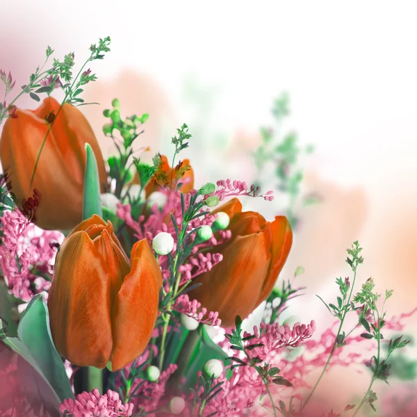 Tulips with mimosa flowers — Stock Photo, Image