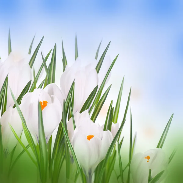 Snowdrops and crocuses on snow — Stock Photo, Image