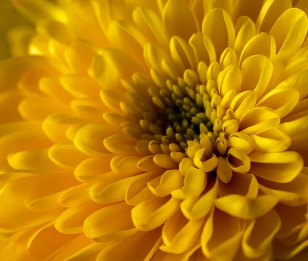 Gele verse chrysant — Stockfoto