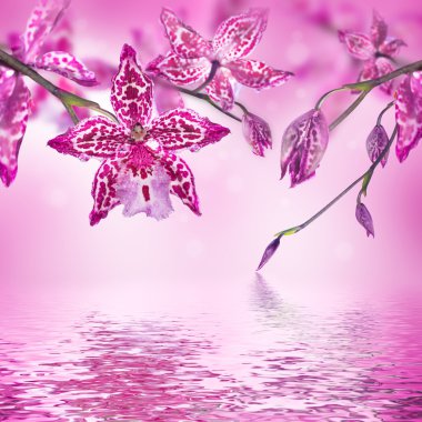 Tropik orkideler ve kelebekler