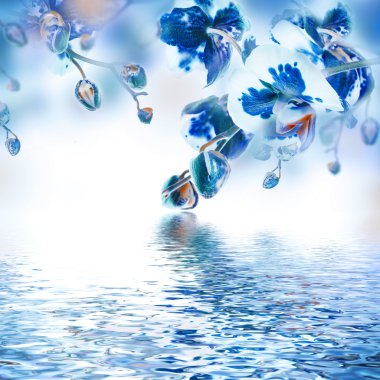 Tropik orkideler ve kelebekler