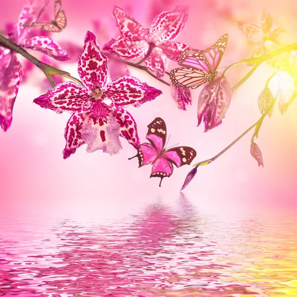 Tropical orchids and butterflies — Stock Photo, Image