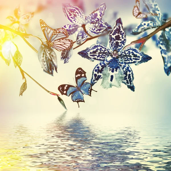 Tropical orchids and butterflies — Stock Photo, Image