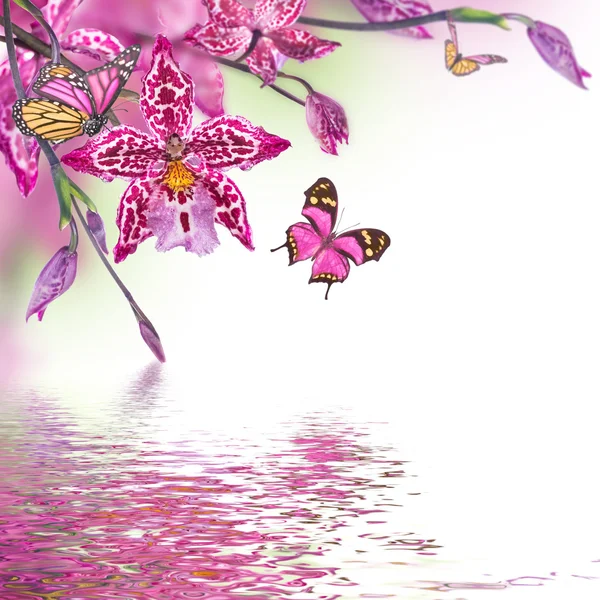 熱帯蘭の花と蝶 — ストック写真