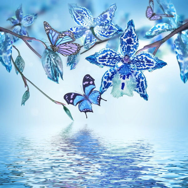 Тропические орхидеи и бабочки
