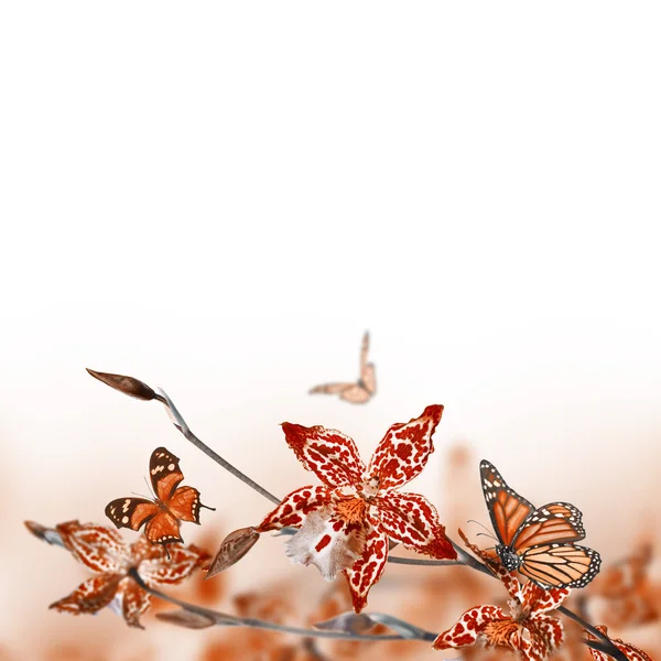 Orquídeas tropicales y mariposas —  Fotos de Stock