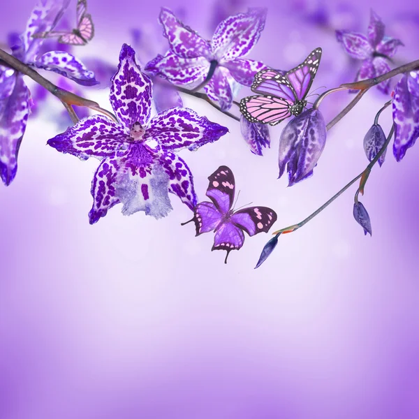 Orchidées tropicales et papillons — Photo