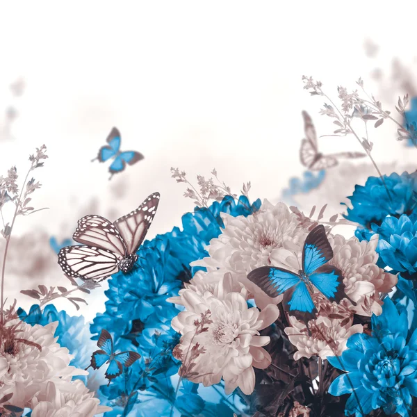 Krizantem çiçekler ve kelebekler — Stok fotoğraf