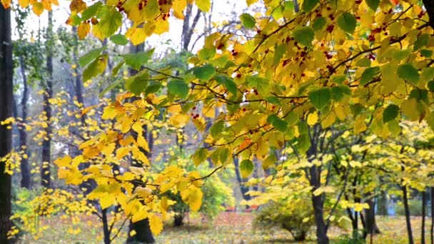 Parco urbano autunnale — Video Stock