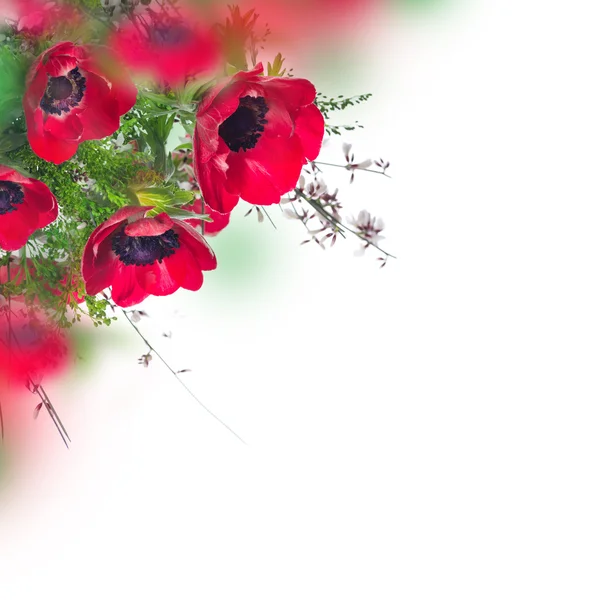 Flores de amapola y tarjeta de follaje —  Fotos de Stock