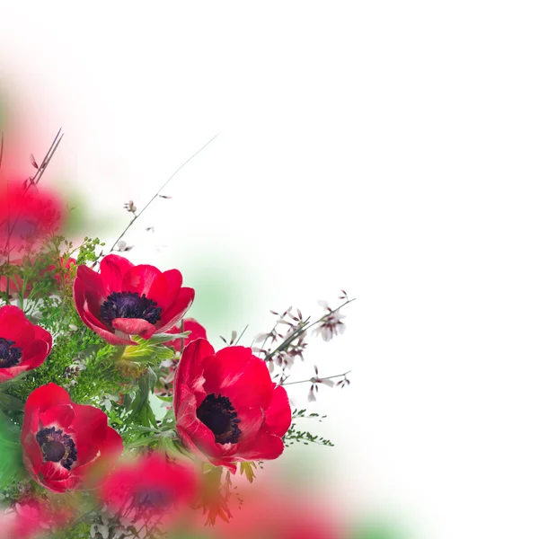 Flores de amapola y tarjeta de follaje —  Fotos de Stock