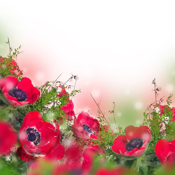 Fiori di papavero e fogliame — Foto Stock