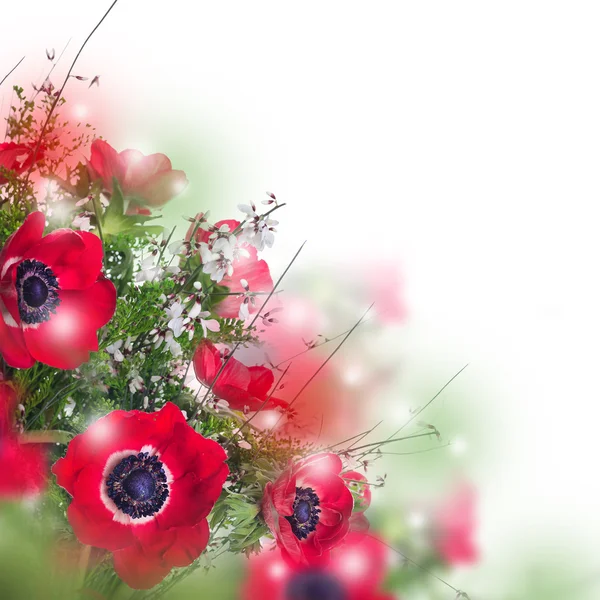 Flores de amapola y tarjeta de follaje —  Fotos de Stock