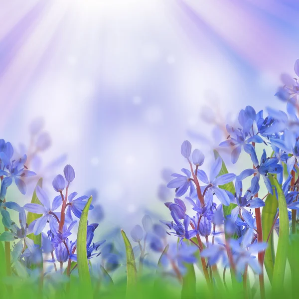 Blaue Frühlingskrokusse blühen — Stockfoto