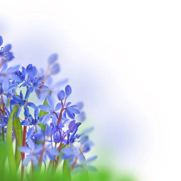 Blaue Tulpen mit Mimosen — Stockfoto