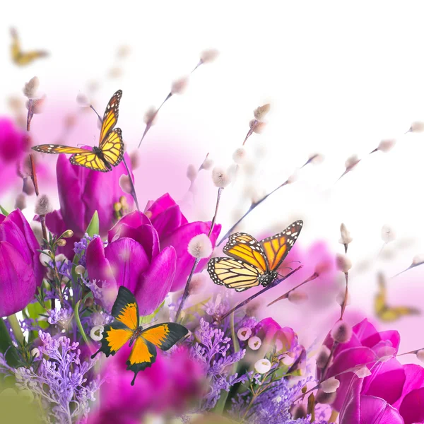 Blue tulips with mimosa — Stock Photo, Image