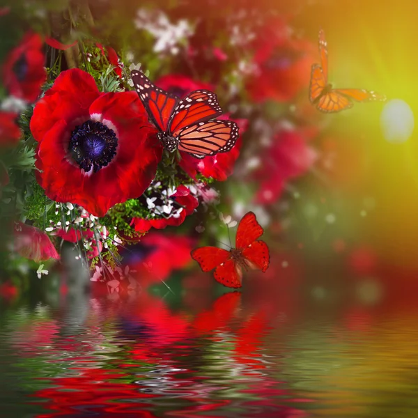 Field of poppies — Stock Photo, Image