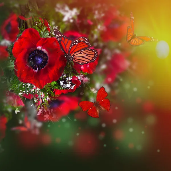 Field of poppies — Stock Photo, Image